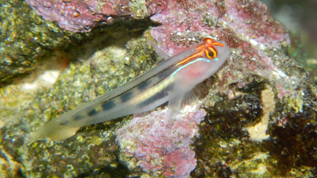 Red Cap Goby