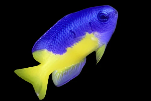 Electric Blue Damsel