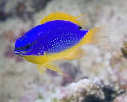 Fiji Devil Damsel
