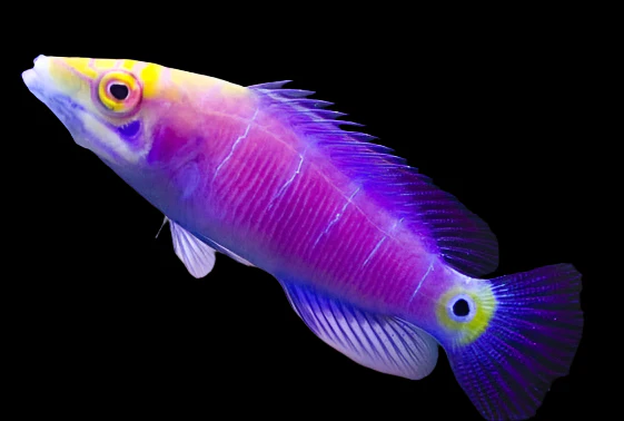 Five Bar Mystery Wrasse