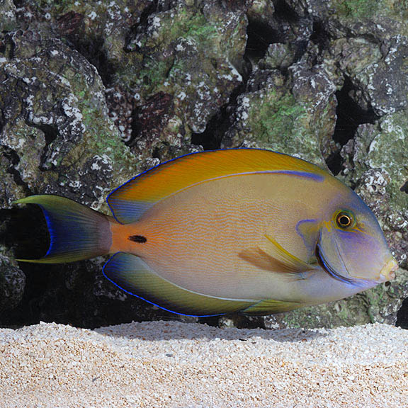 Fowleri Tang