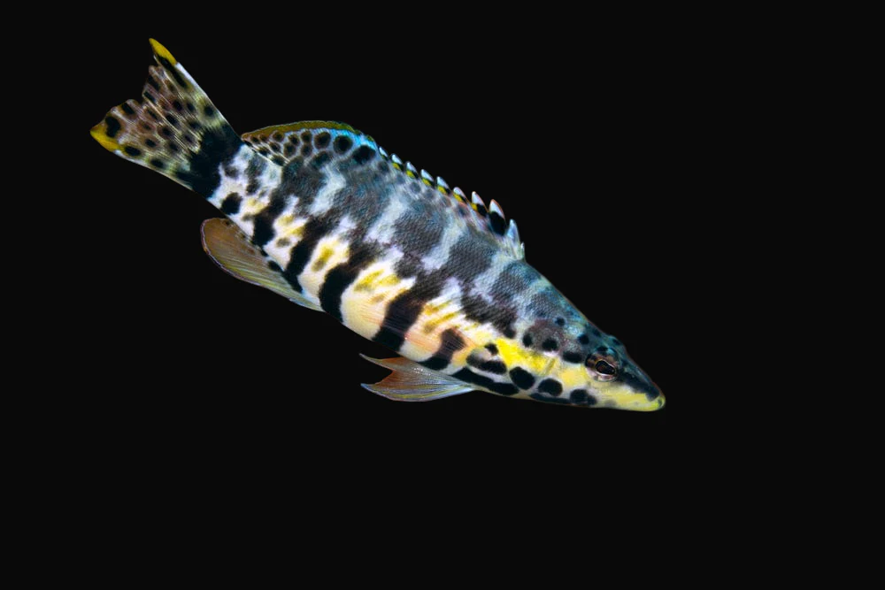 Harlequin Bass