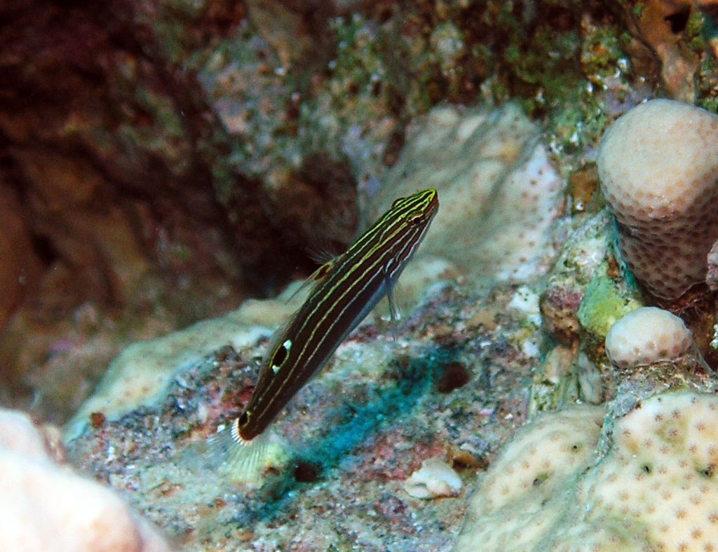 Hectors Goby