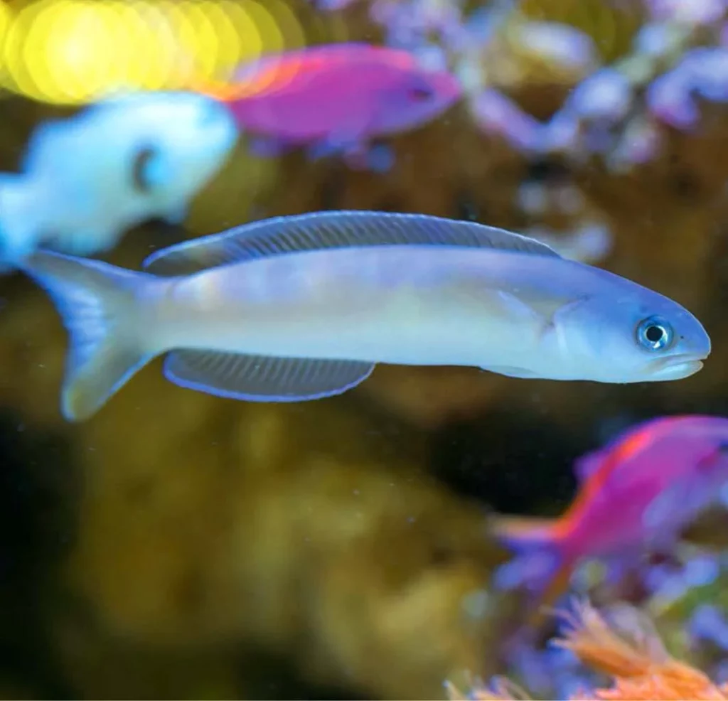 Chameleon Tilefish