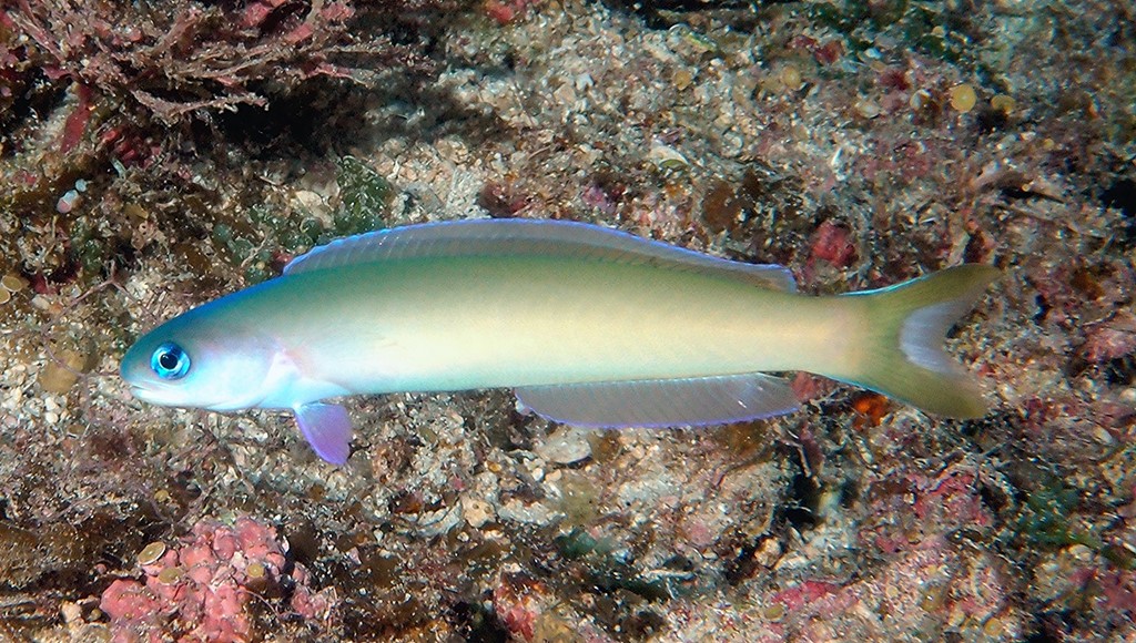 Dusky Tilefish
