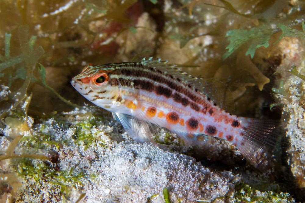 Lantern Basslet