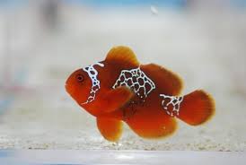 Maroon Lightning Clownfish