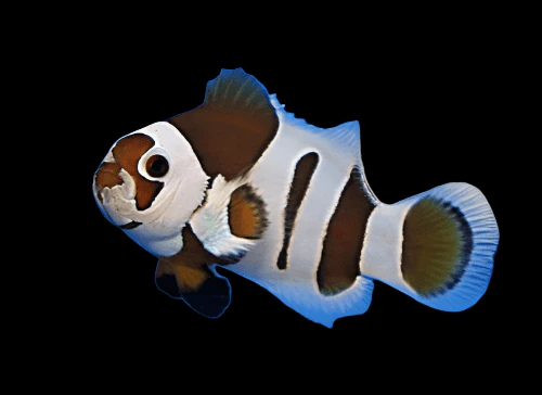 Mocha Ocellaris Clownfish