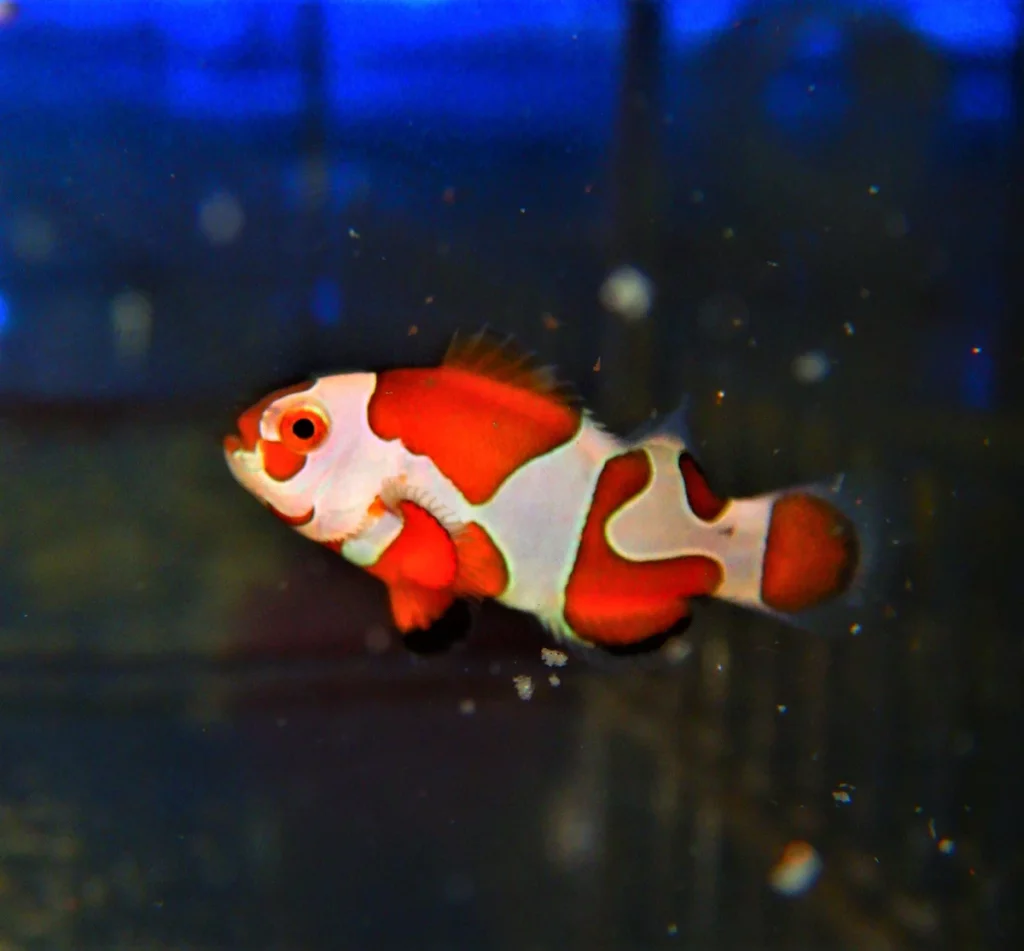 Orange Storm Ocellaris Clownfish