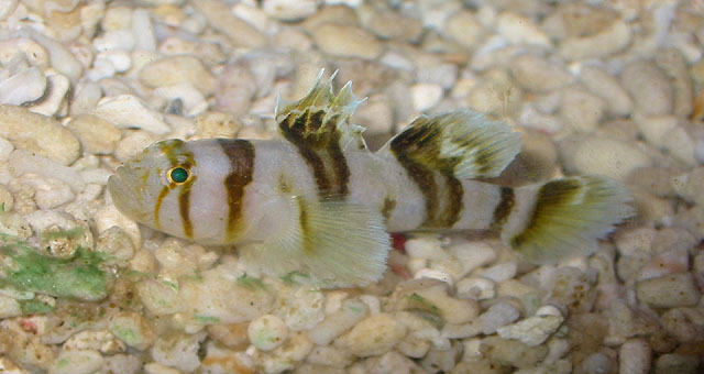 Circus Goby