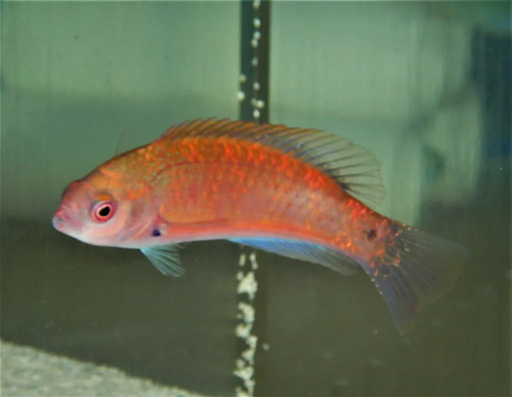 Purple Fairy Wrasse