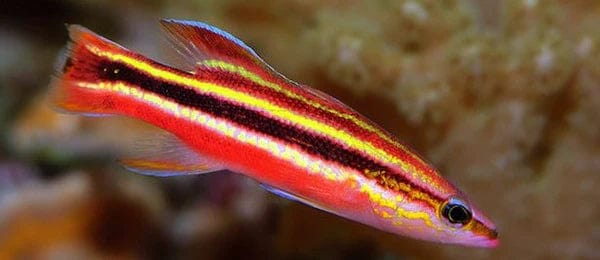 Rainbow Basslet