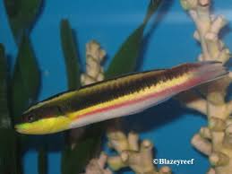 Rock Wrasse