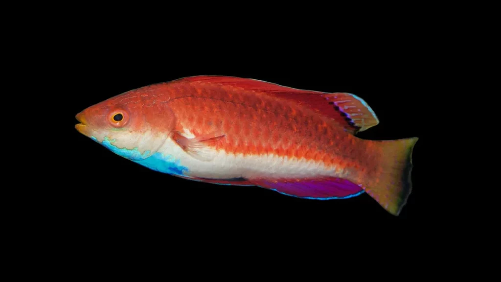 Sailfin Fairy Wrasse