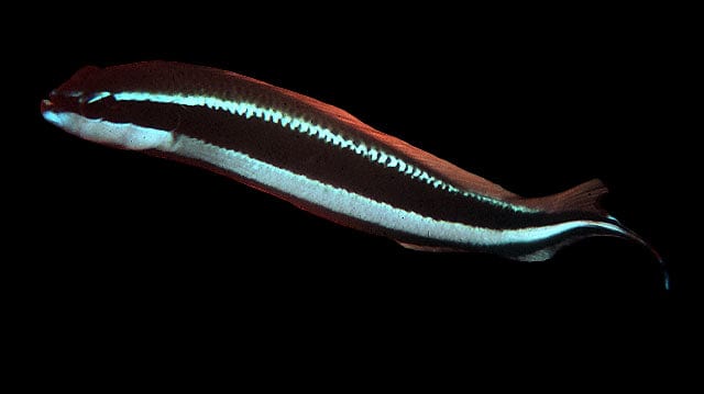 Sankey’s Pseudochromis