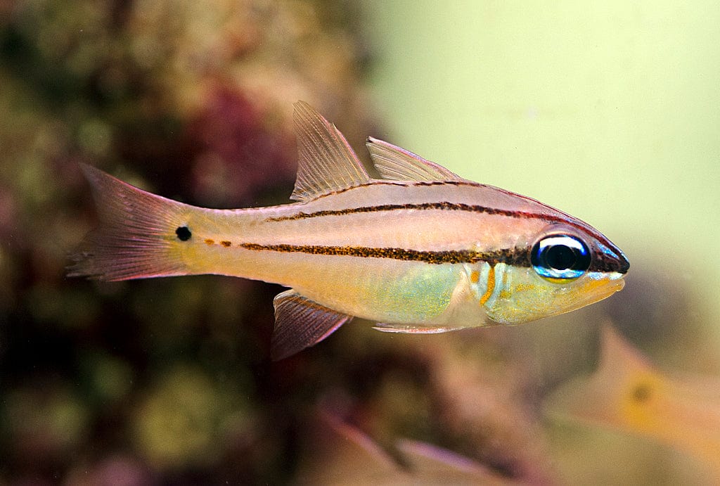 Seales Cardinalfish