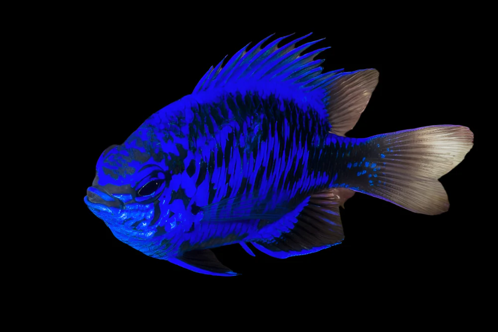 Springeri Damsel