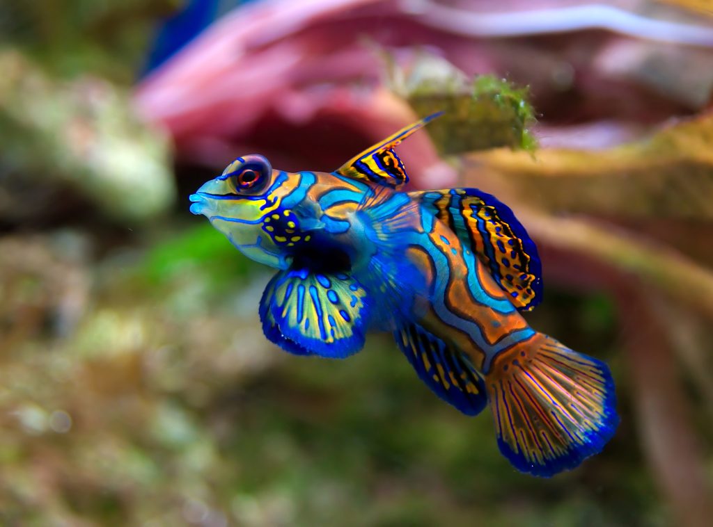 Red Mandarin Goby