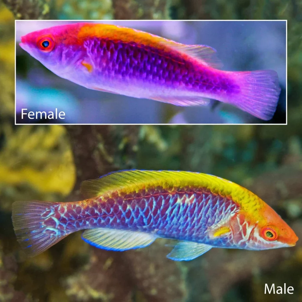 Tricolor Fairy Wrasse