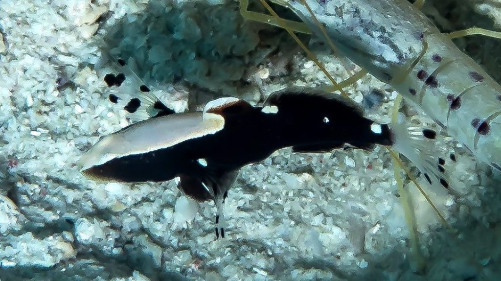 White Cap Goby