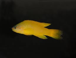 Yellow Assessor