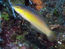 Yellow Head Wrasse