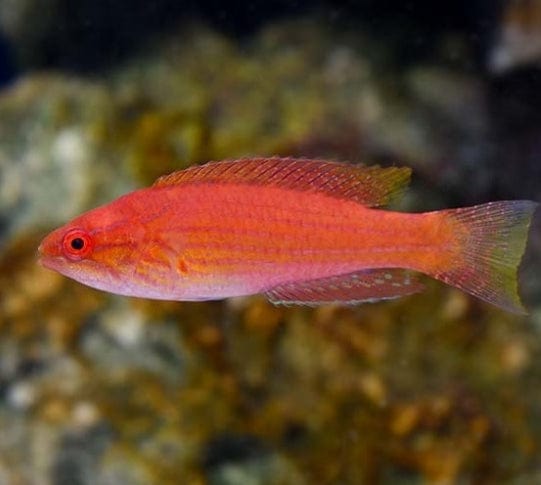 Angulatus Flasher Wrasse