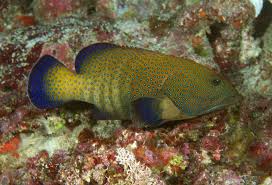 Groupers