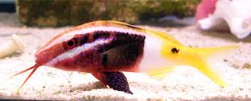 Goatfish