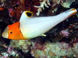 Parrotfish