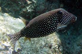 Boxfish & Cowfish