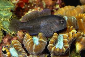 Black Clown Goby