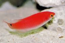 Black Fin Fairy Wrasse