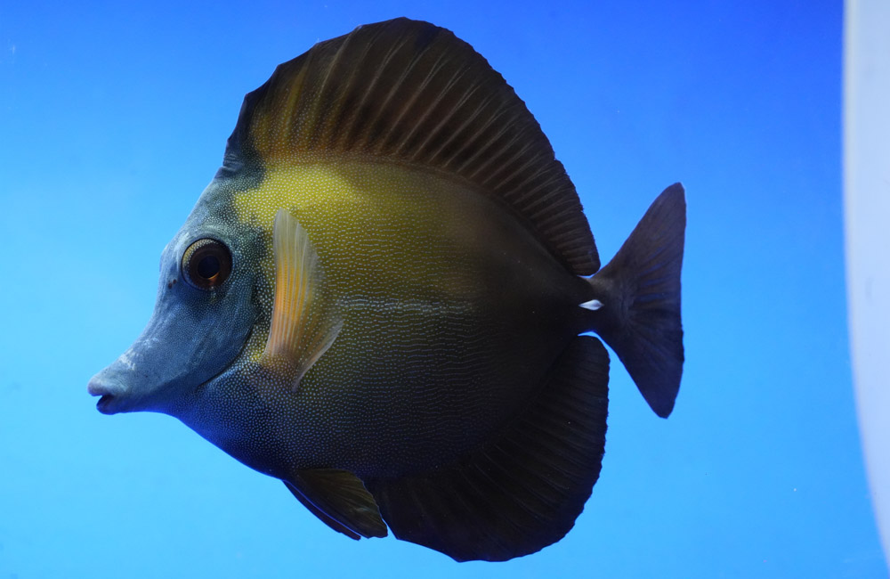 Blue Face Koi Tang