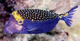 Blue Boxfish