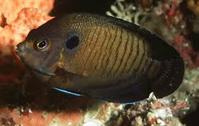 Blue Eye Tang