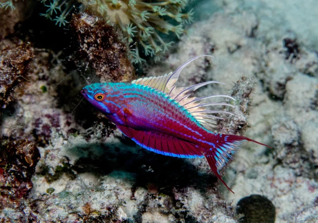 Blue Flasher Wrasse