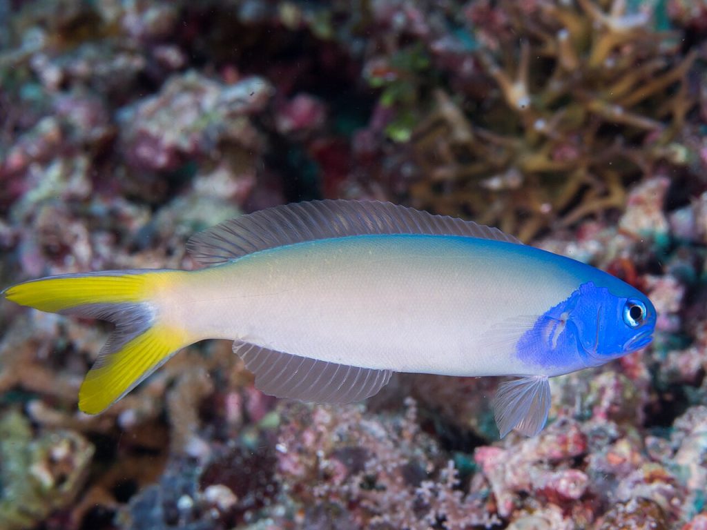 Tilefish