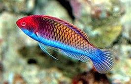 Blue Sided Fairy Wrasse