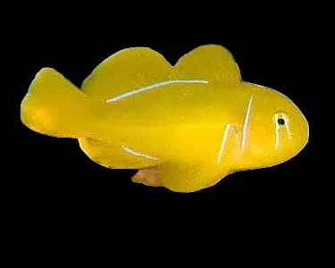 Citron Clown Goby