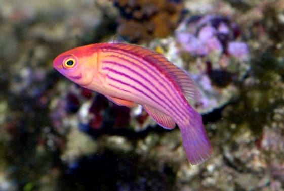 Earle’s Wrasse