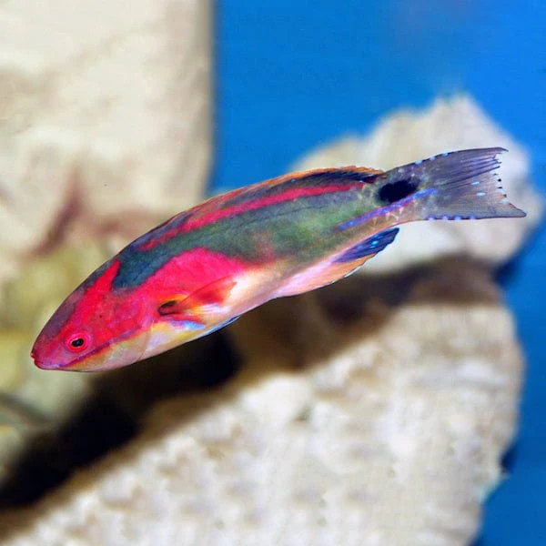 Exquisite Fairy Wrasse