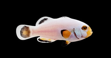 Picasso Platinum Clownfish