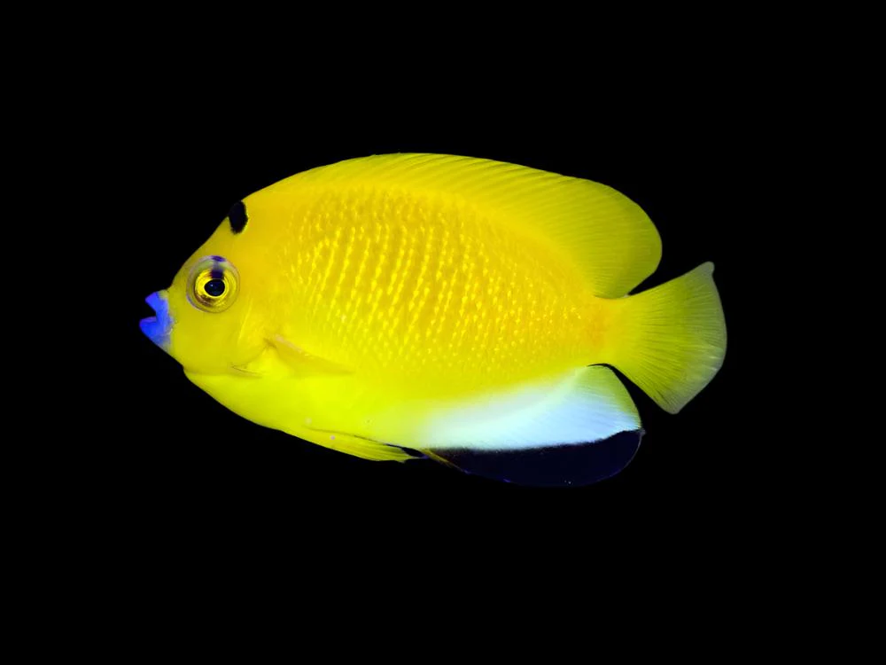 Flagfin Angel