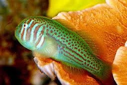 War Paint Clown Goby
