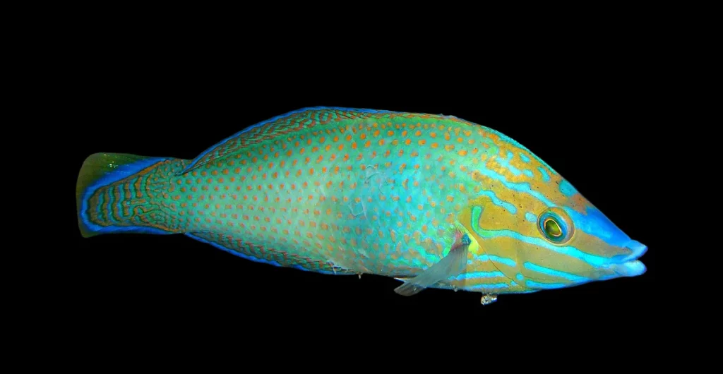 Grey Head Wrasse
