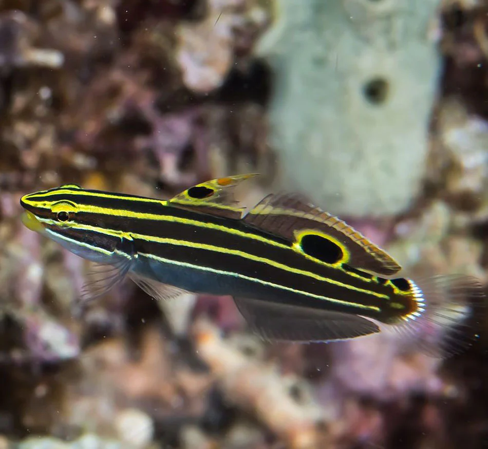 Hectors Goby