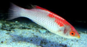 Koi Fairy Wrasse