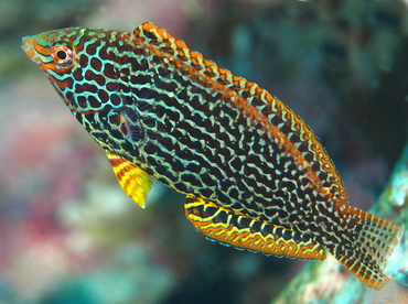 Moyeri Leopard Wrasse