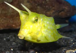 Longhorned Cowfish